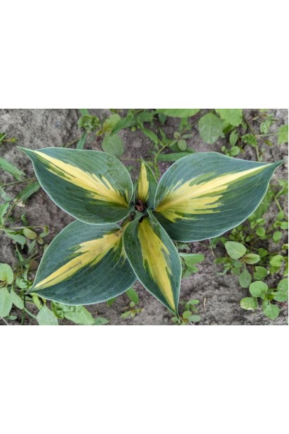 Хоста Біч Бой посадка